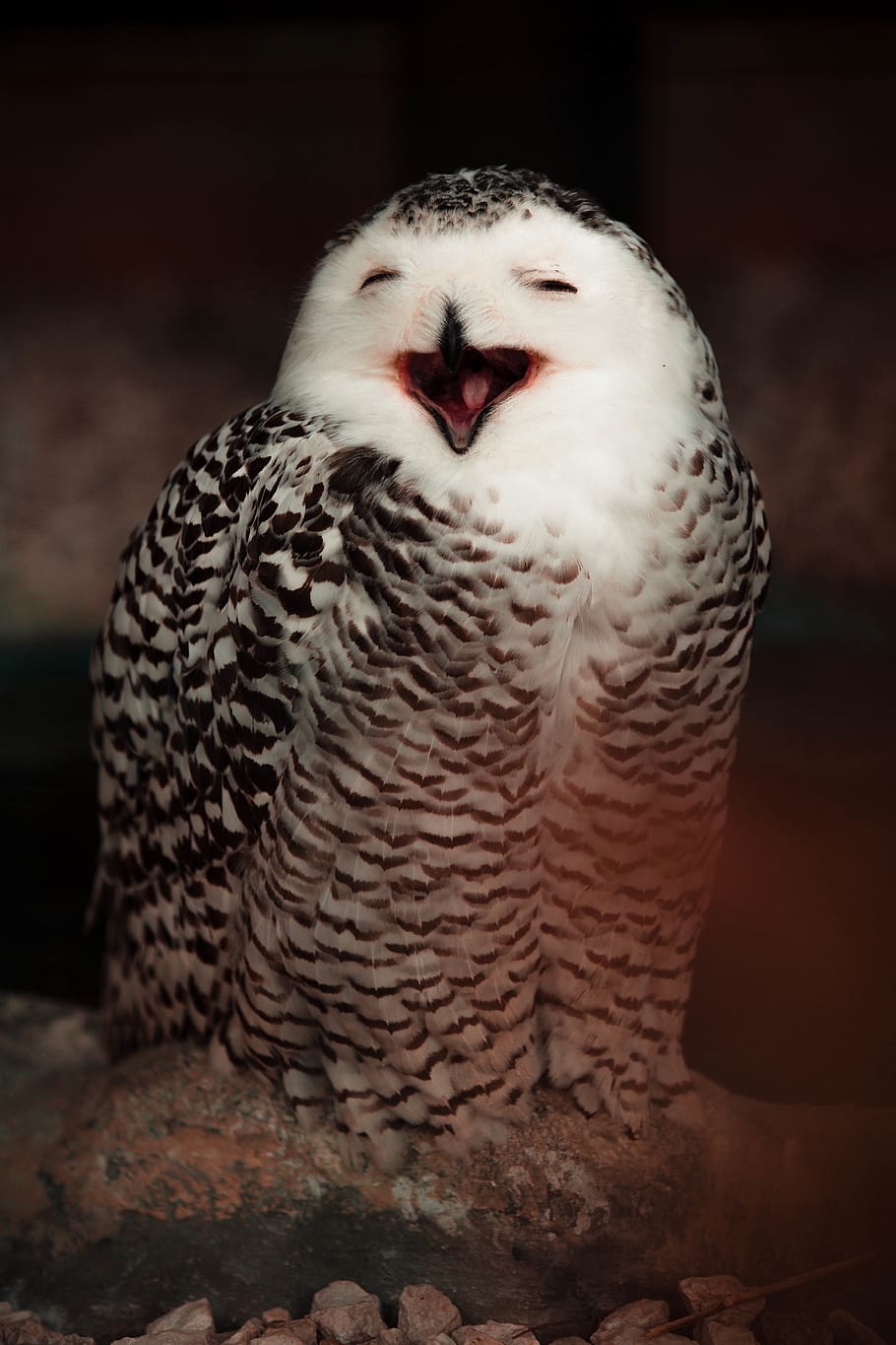 white and black owl, bird, one animal, animal wildlife, vertebrate HD wallpaper