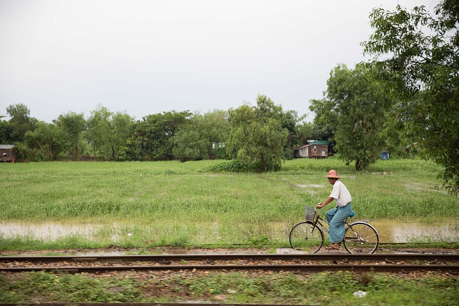 A man riding a bicycle near train tracks with paddy field in the background HD wallpaper