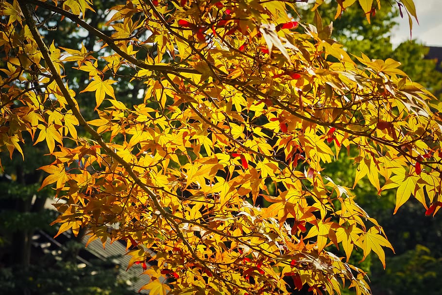 maple, tree, nature, leaves, red, plant, flora, wood, color HD wallpaper