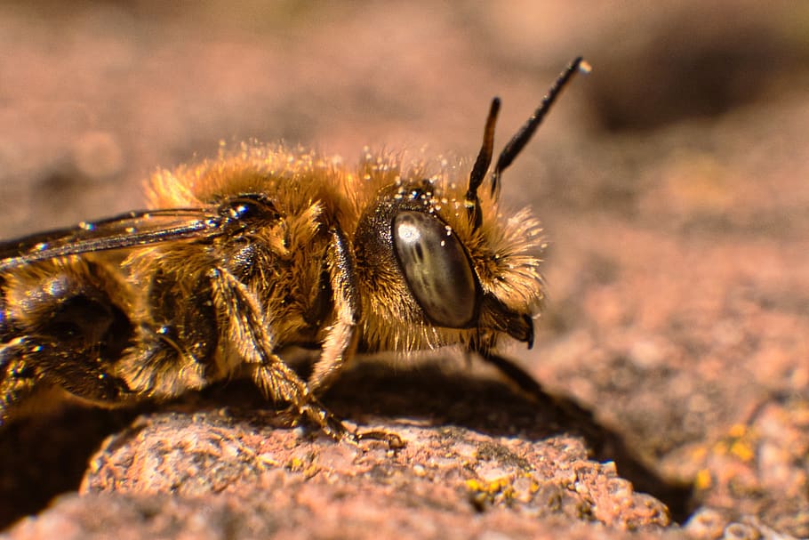 insect, macro, nature, close up, bee, fluffy, animal, animal themes HD wallpaper