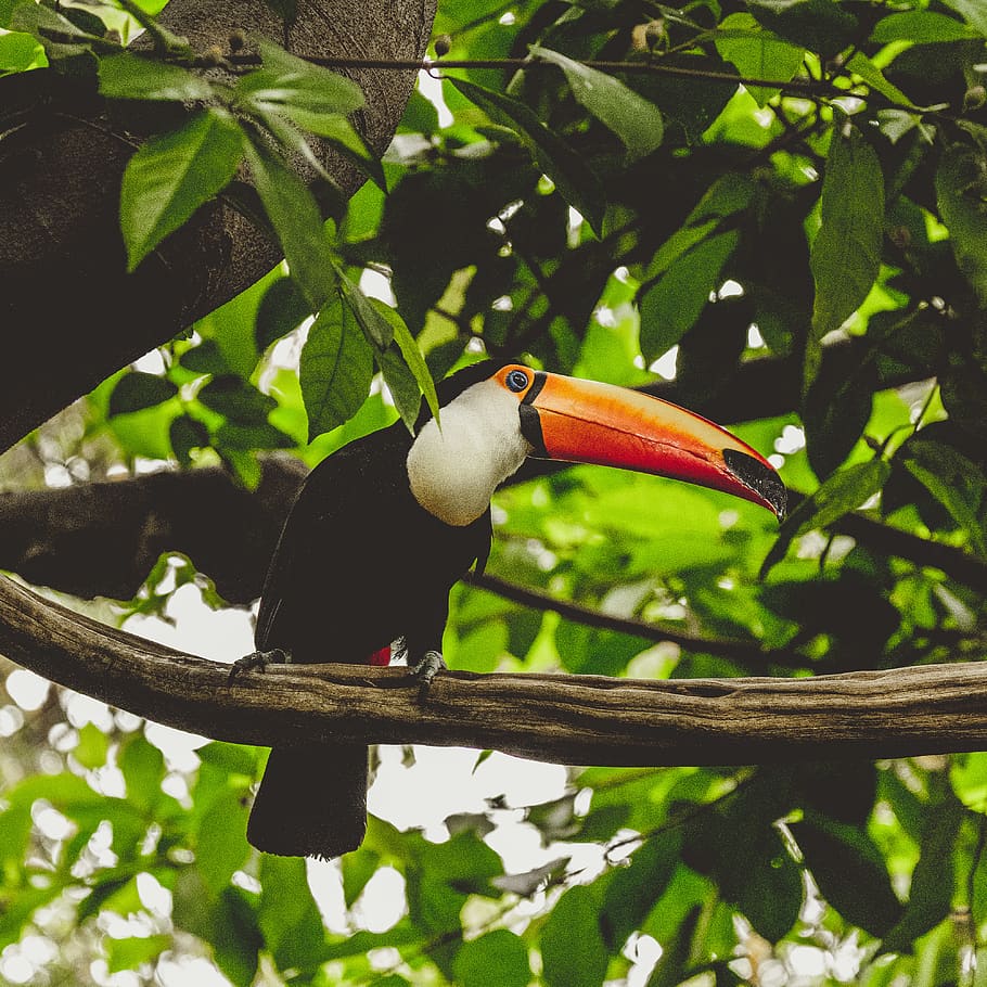 toucan on tree branch, bird, animal wildlife, vertebrate, animal themes HD wallpaper