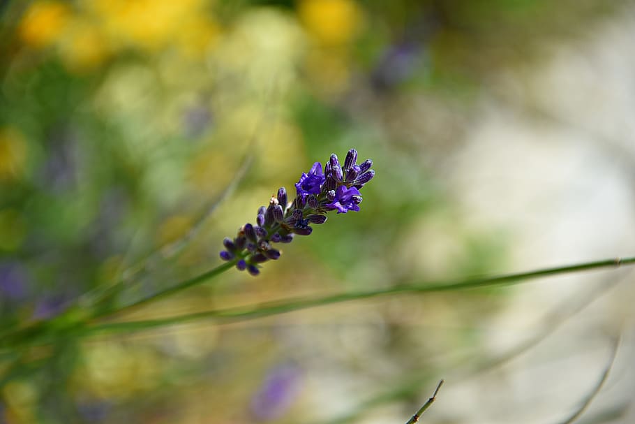 lavender, flower, spring, violet, plant, nature, summer, garden HD wallpaper