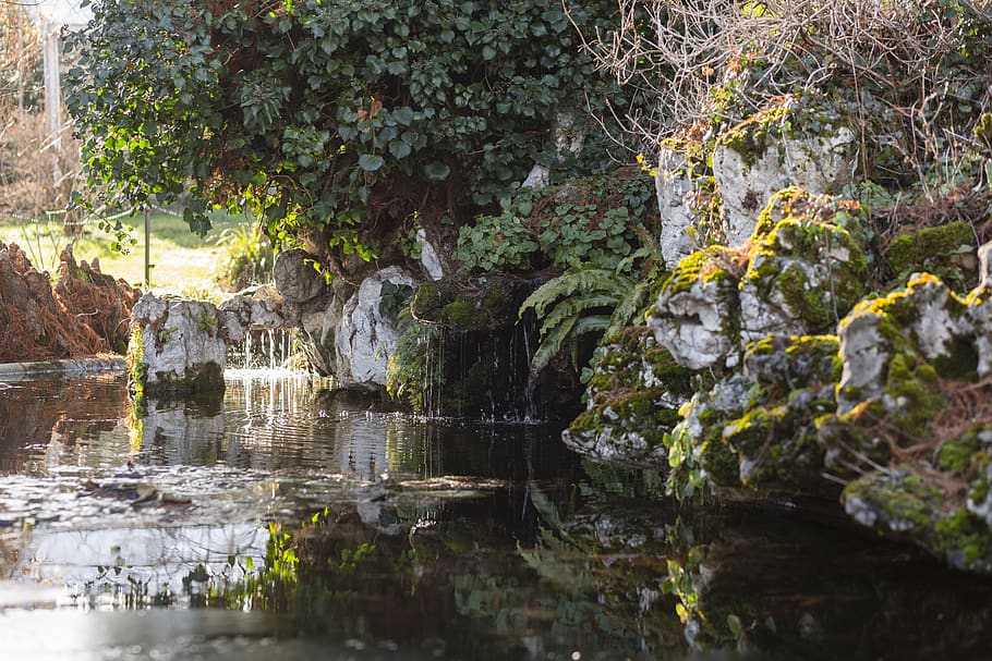 nature, water, outdoors, land, pond, basel, switzerland, botanical garden of the university of basel, HD wallpaper