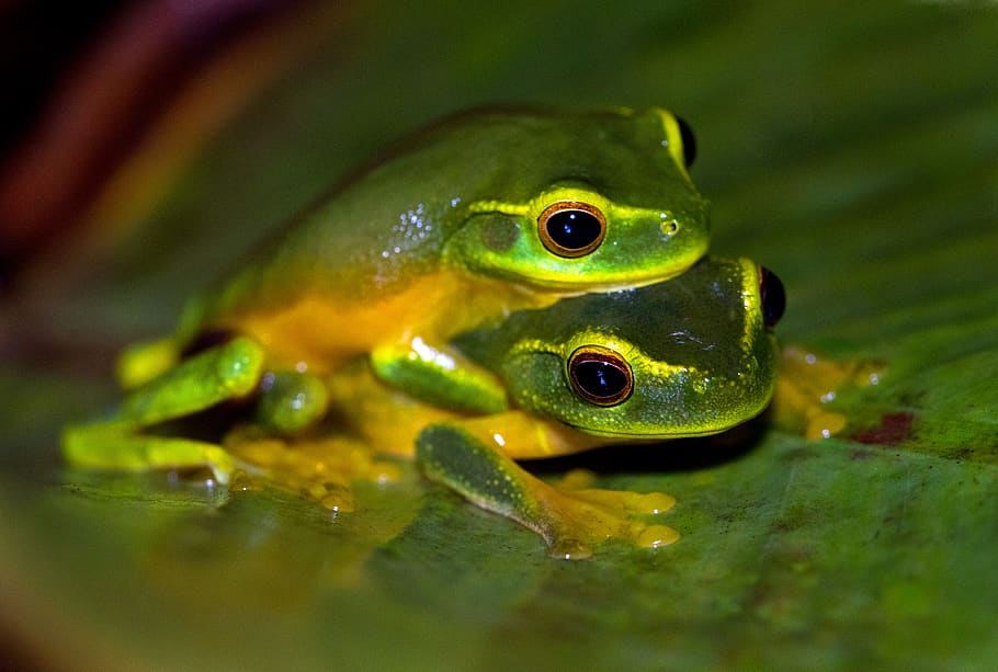 2 green frogs on leaf, animal themes, one animal, animal wildlife HD wallpaper