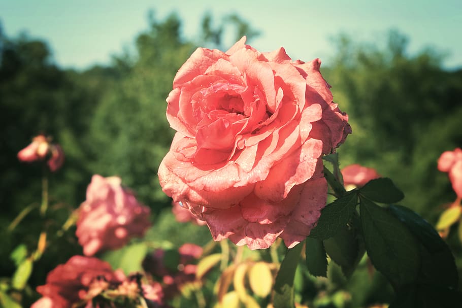 plant, flowering plant, beauty in nature, rose, petal, inflorescence HD wallpaper