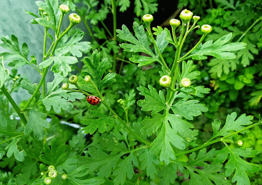 plant, green, beetle, ladybug, summer, green color, plant part HD wallpaper