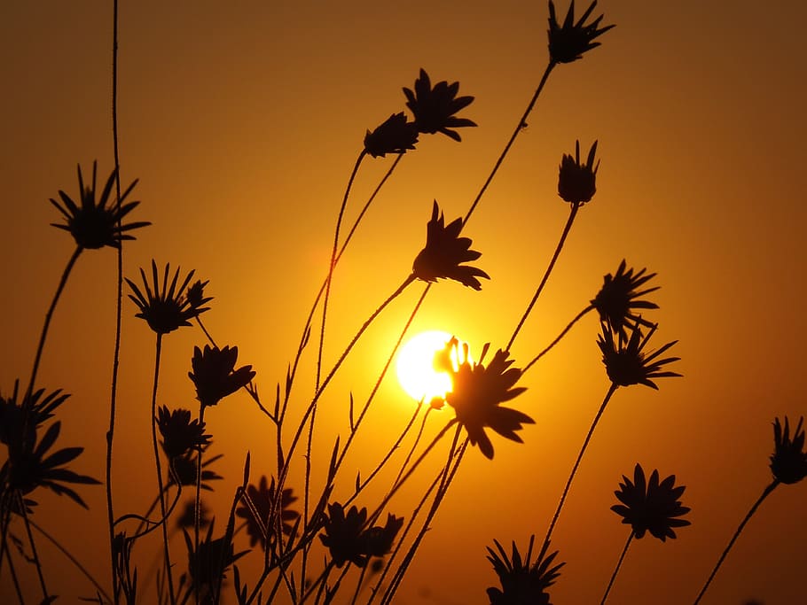 sun, sunset, nature, orange, plants, beauty in nature, sky HD wallpaper