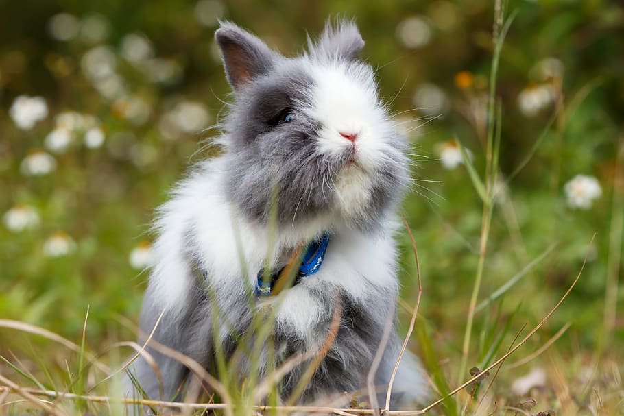 bunny, animal, animal themes, one animal, mammal, vertebrate HD wallpaper