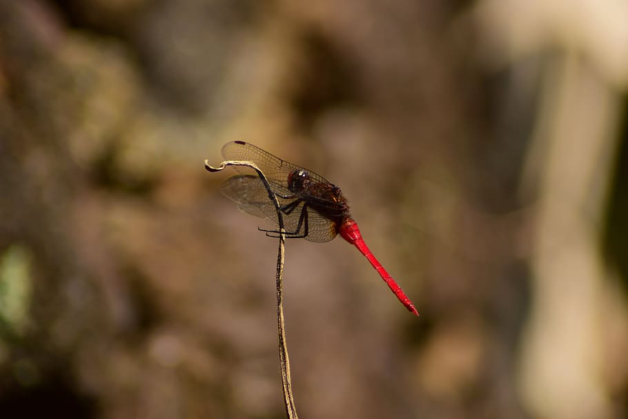dragonfly, nature, insect, wing, wings, texture, wildlife, bug HD wallpaper