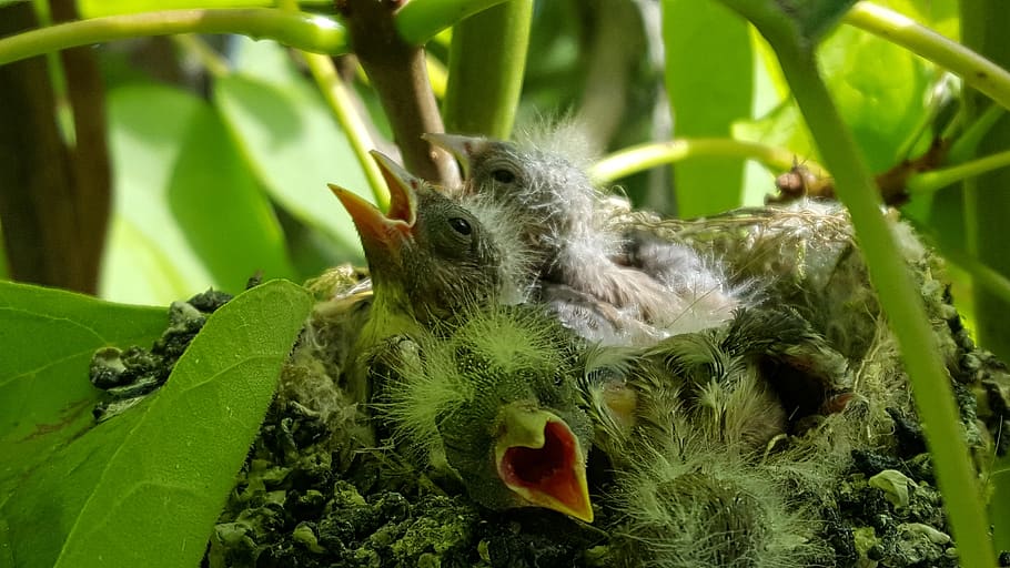 chicks, bird, petit, nature, birds, plumage, spring, small HD wallpaper