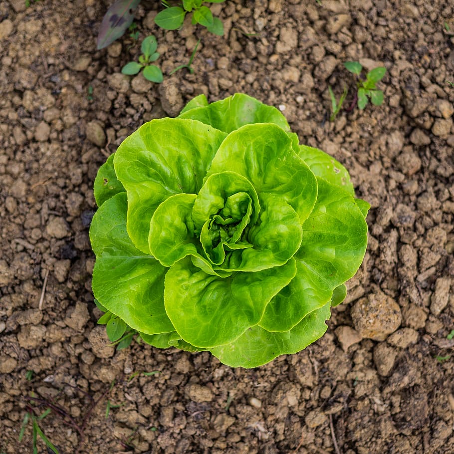 plant, vegetable, food, lettuce, ground, soil, leaf, field, HD wallpaper