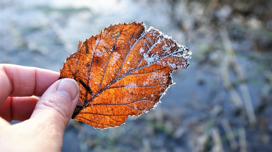 sheet, transparent, frozen, hand, ripe, cold, sunbeam, wintry HD wallpaper