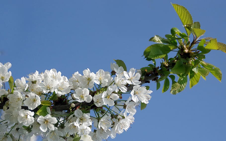 cherry, flowers, white, rameau, fleuri, spring, rosacea, tree, HD wallpaper