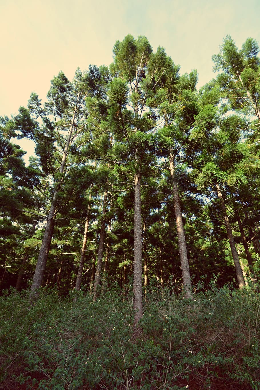 australia, toowoomba, pine, explore, forest trees, dark, green HD wallpaper