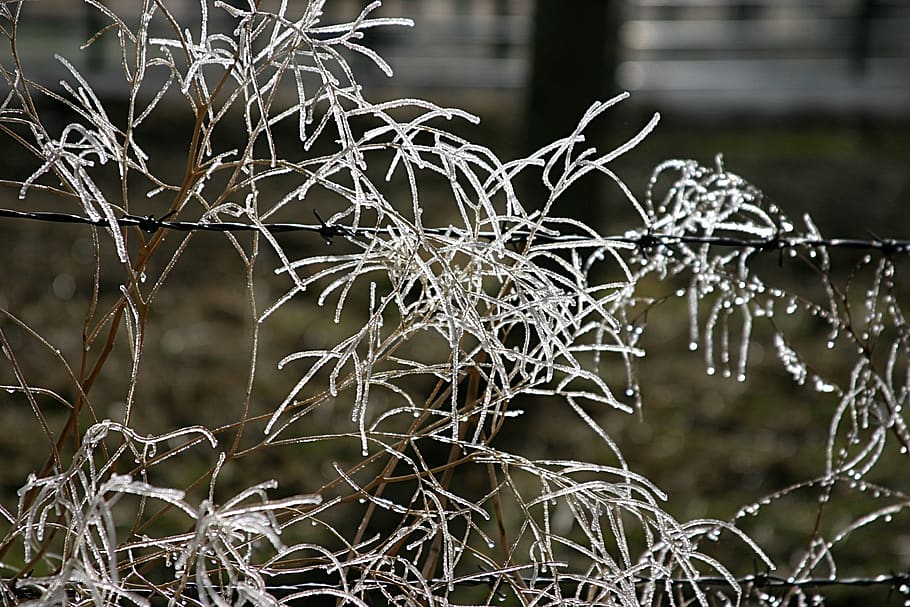 ice, winter, cold, landscape, nature, frost, wintry, crystals HD wallpaper