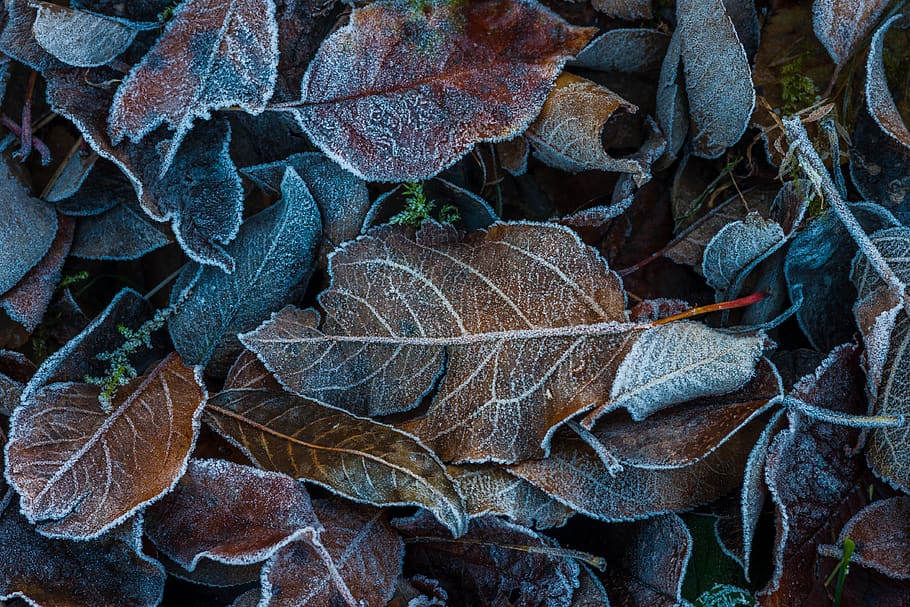 dry leaves on ground, leaf, plant part, autumn, nature, frost HD wallpaper