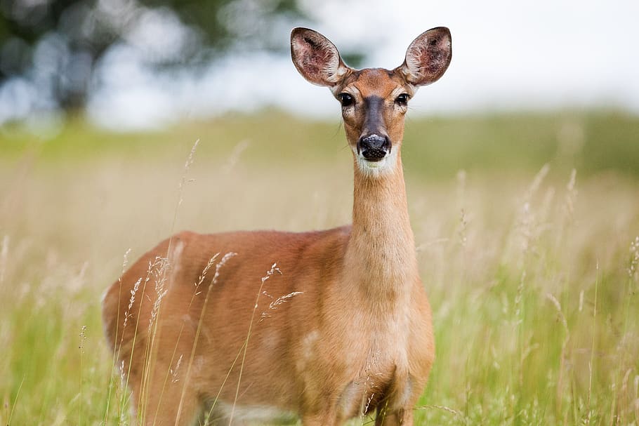 Brown Fawn in Field, animal, cute, grass, grassland, nature, wildlife HD wallpaper