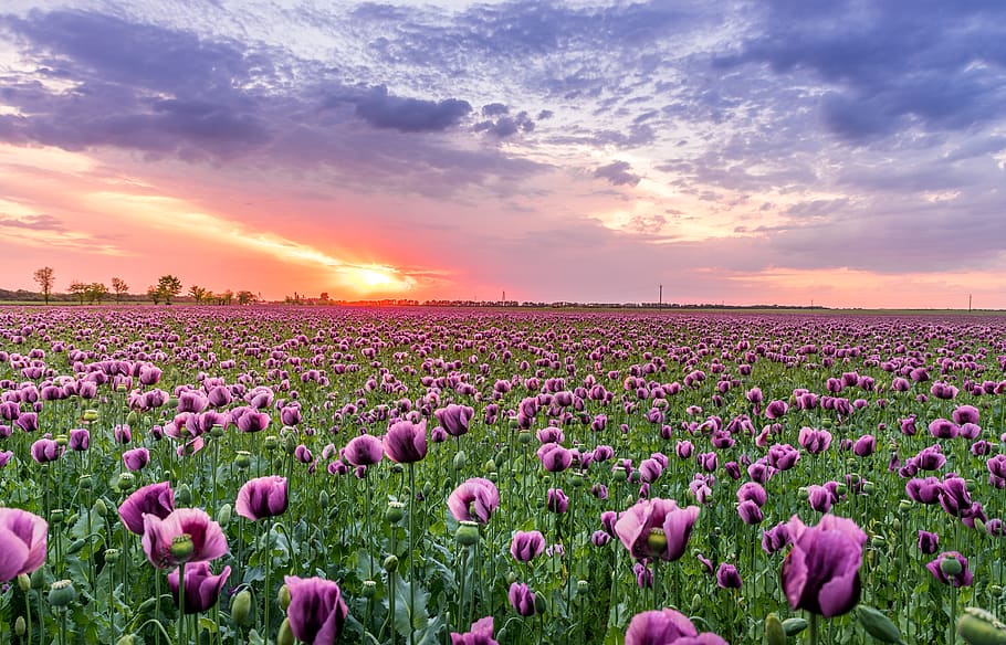 Purple Petaled Flower Field, bloom, blooming, bright, clouds HD wallpaper