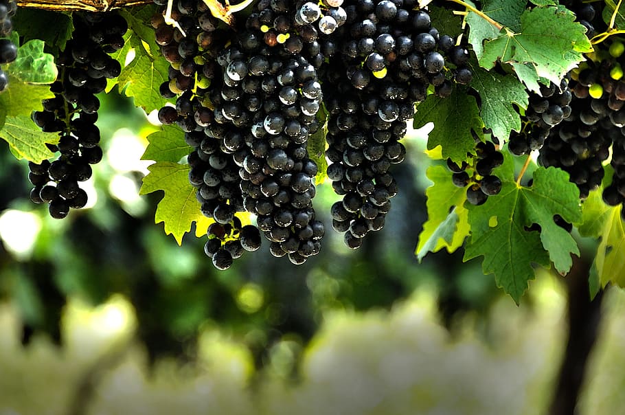 wild, tree, fruit, sweet, berry, berries, grape, healthy eating HD wallpaper