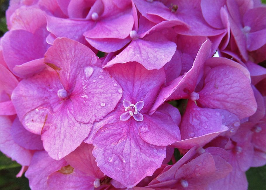 flower, hydrangea, nature, flowering plant, petal, close-up HD wallpaper