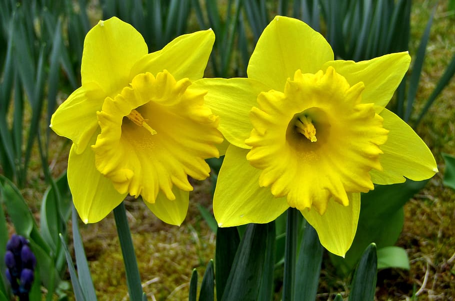osterglocken, daffodils, yellow, spring, easter, blossom, bloom HD wallpaper