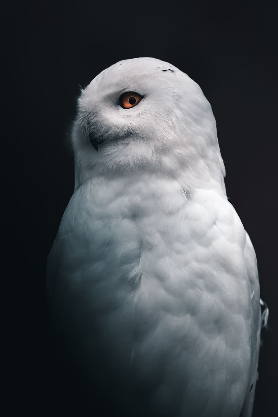 white owl, bird, animal themes, one animal, animal wildlife, vertebrate HD wallpaper