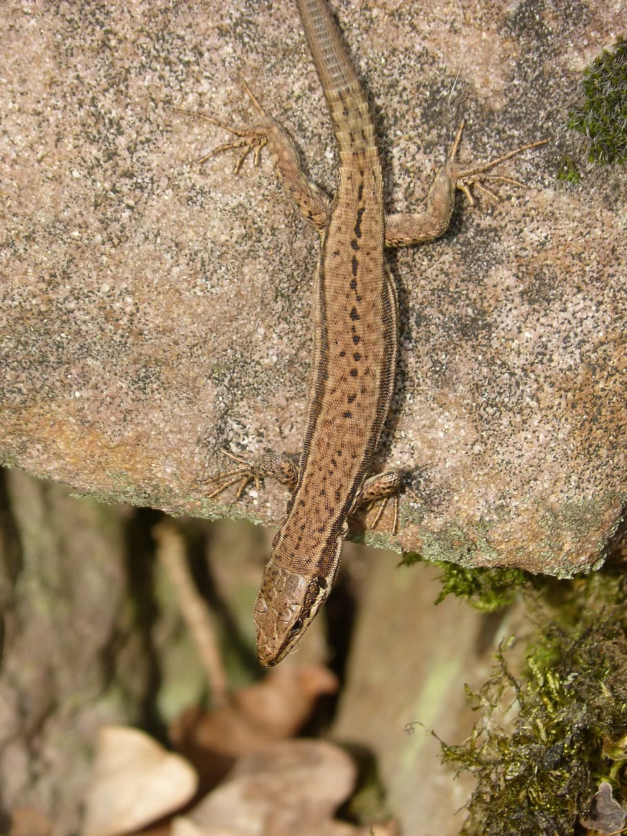 lizard, rock, reptile, animal themes, animal wildlife, one animal HD wallpaper