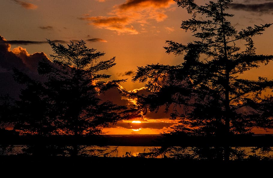Silhouette of trees during sunset, beautiful, blue, cloud, clouds HD wallpaper