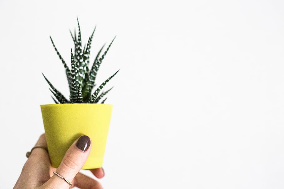 cactus, human hand, human body part, studio shot, indoors, holding HD wallpaper