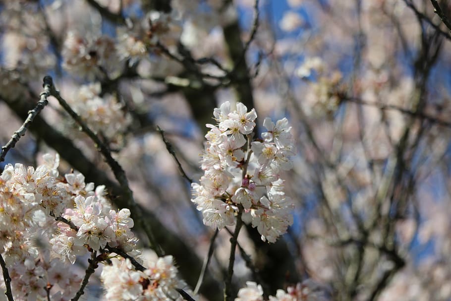 flower, tree, spring, pink, nature, flowers, plants, branch HD wallpaper