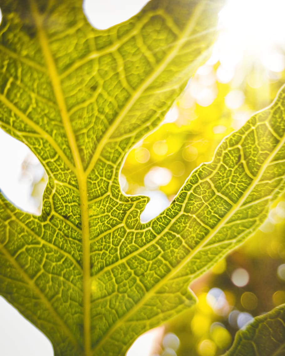 leaf, macro, nature, forest, summer, tree, wallpaper, plant part HD wallpaper