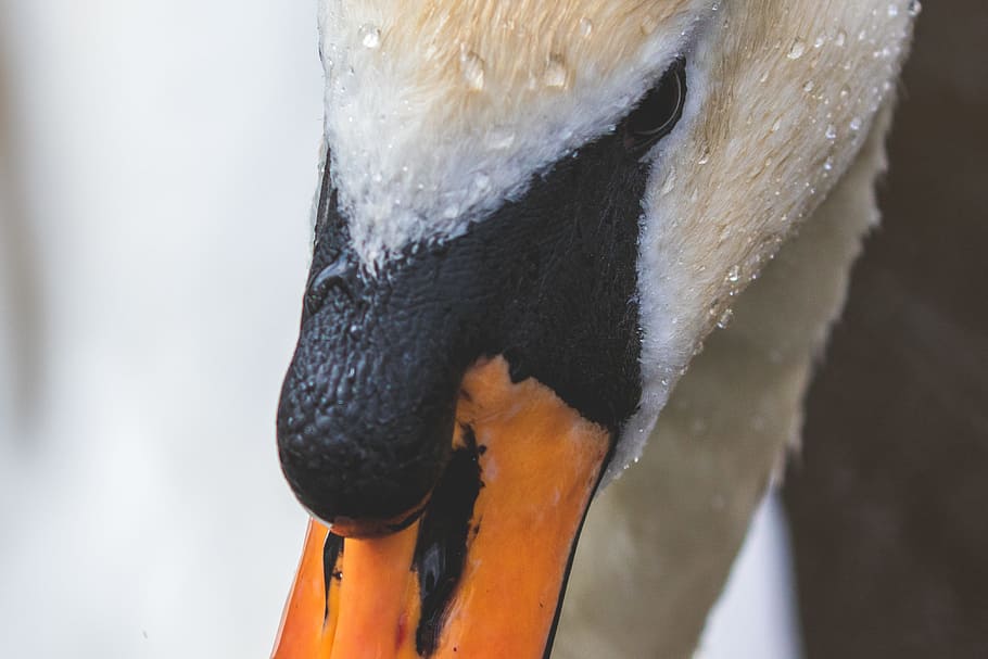 Orange and White Bird Face, beak, eye, goose, outdoors, portrait HD wallpaper