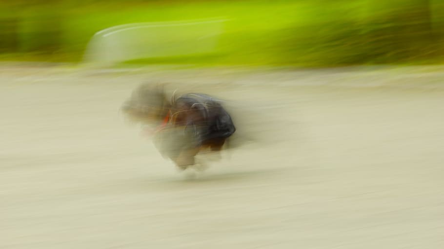 blurred motion, one animal, animal themes, speed, running, nature HD wallpaper