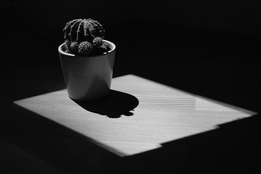 cactus, shadow, plant, nature, green, table, sunlight, wood - material HD wallpaper