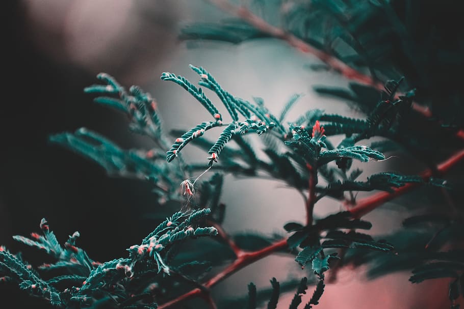 Shallow Photo Of Tree, branch, close-up, plant, selective focus HD wallpaper