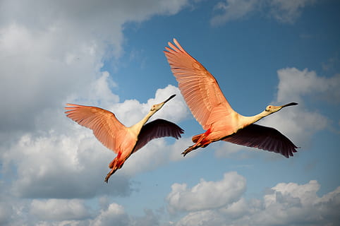 Low Angle Photography of Two Roseate Spoonbill Flying Under the Blue Sky HD wallpaper