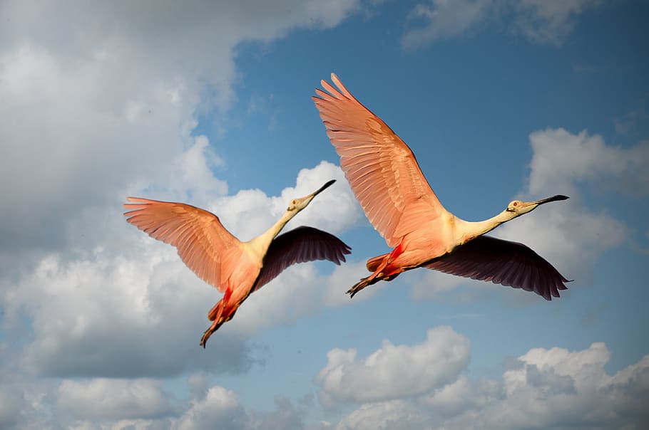 Low Angle Photography of Two Roseate Spoonbill Flying Under the Blue Sky HD wallpaper