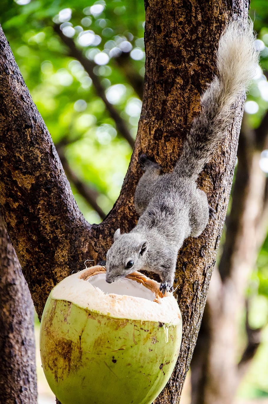 Feeding squirrel with coconut, animal, wildlife, cute, mammal