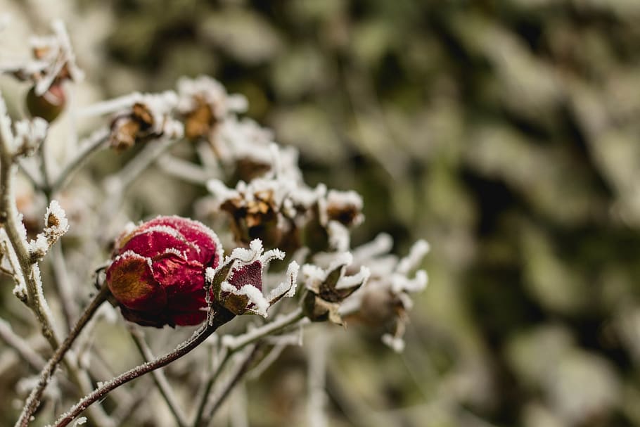 winter, season, lower, plant, close-up, beauty in nature, growth HD wallpaper