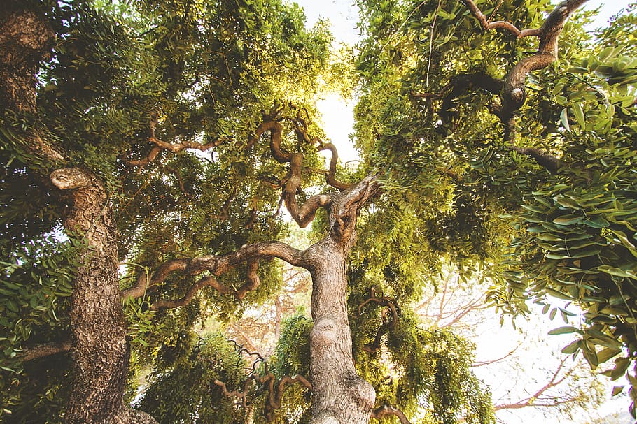 Green Trees, branches, environment, growth, nature, worm's eye view HD wallpaper
