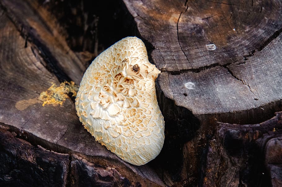 fungus, tree stump, white, forest, nature, mushroom, log, wood HD wallpaper