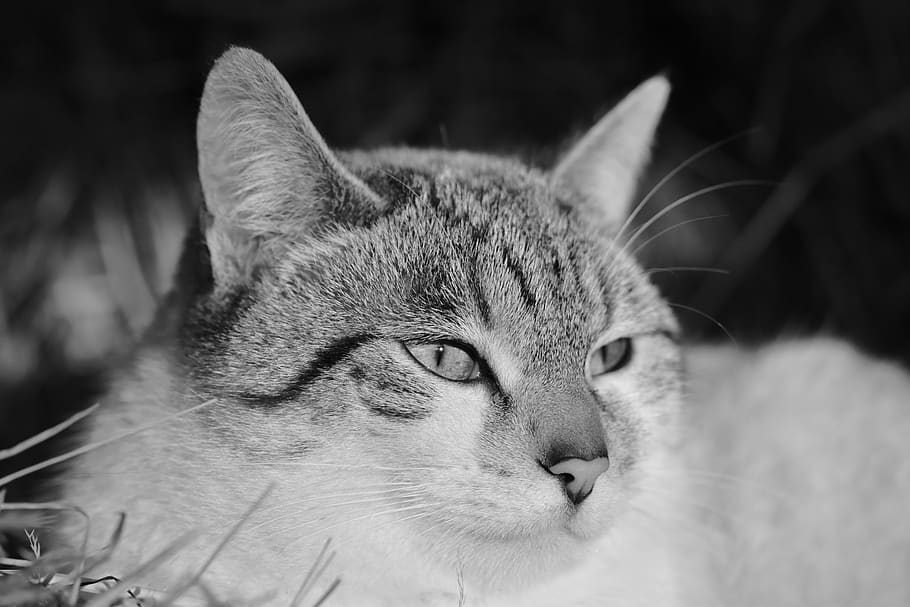 cat, pussy, portrait cat, cat's eyes, photo in black and white, HD wallpaper