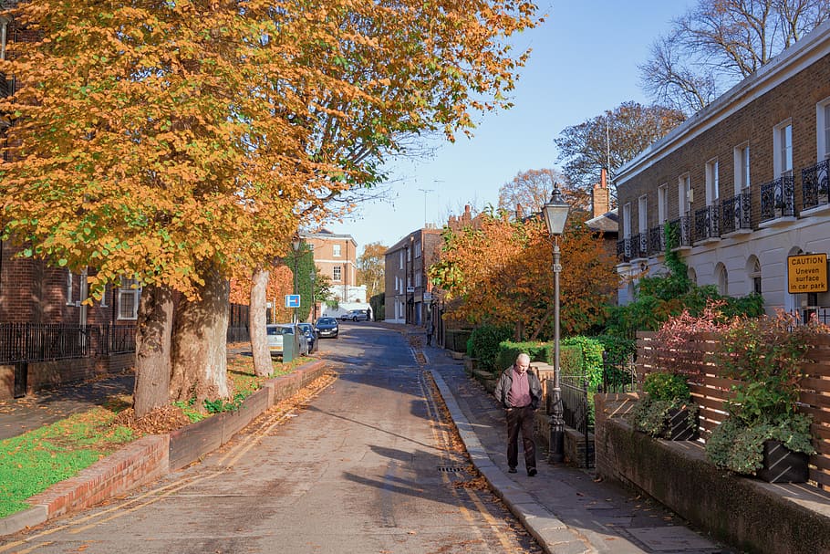 brown-leafed tree, person, human, path, street, road, walkway HD wallpaper