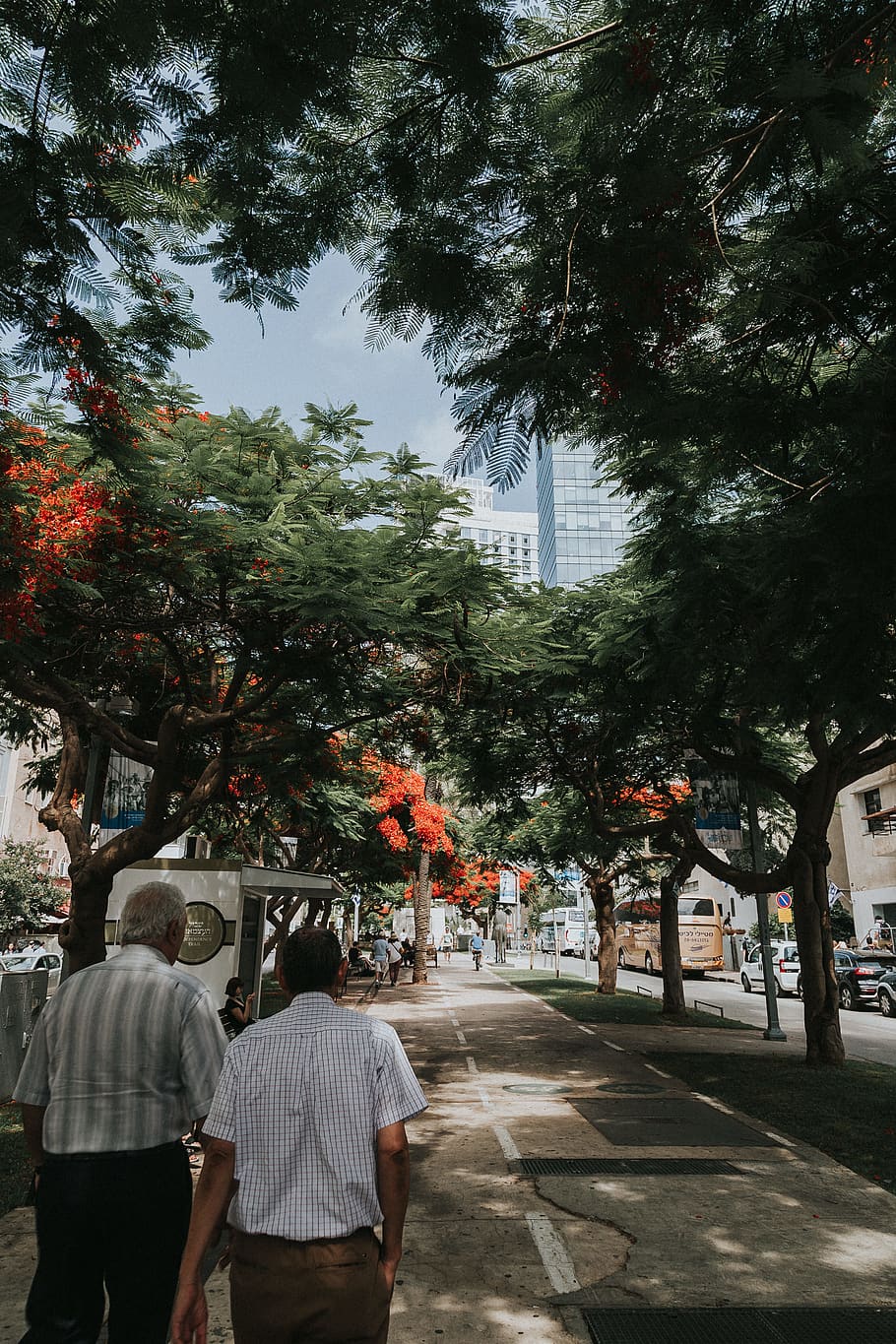 two men walking on sidewalk, people, human, person, tree, back HD wallpaper