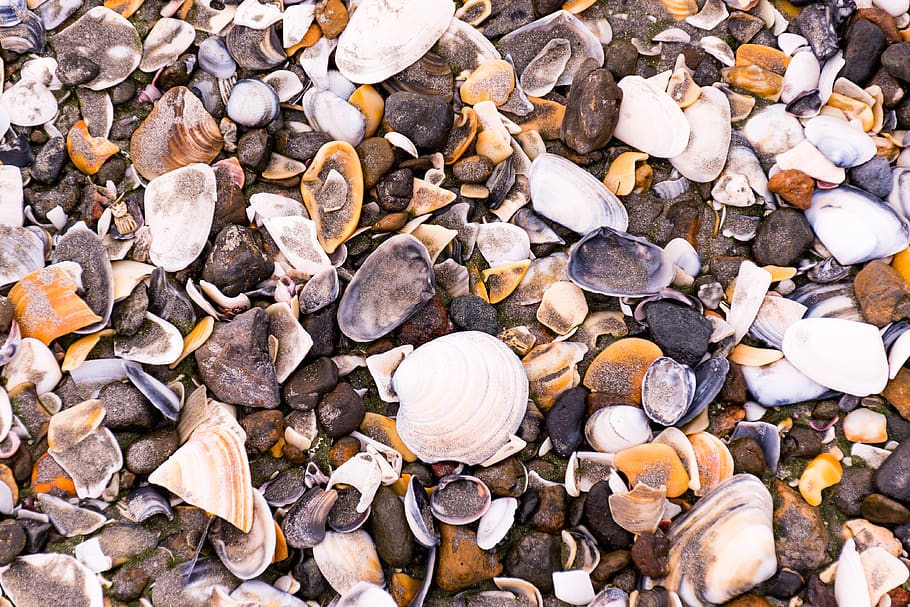 animal, sea life, invertebrate, seashell, clam, fungus, shells, HD wallpaper