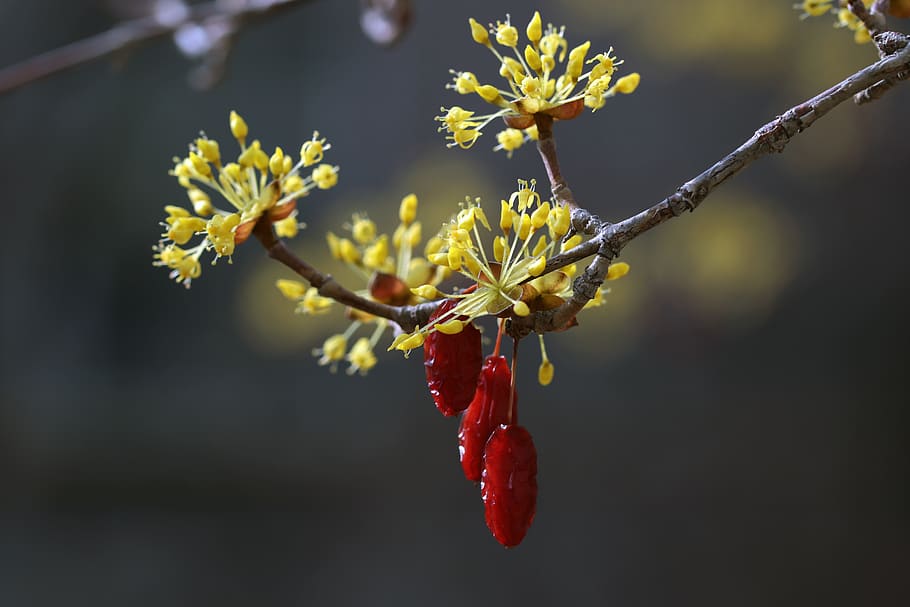 spring, spring flowers, nature, plants, beautiful, wood, garden HD wallpaper