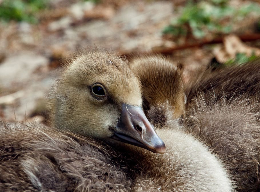 wild goose, chicks, water bird, animal, animal world, nature HD wallpaper