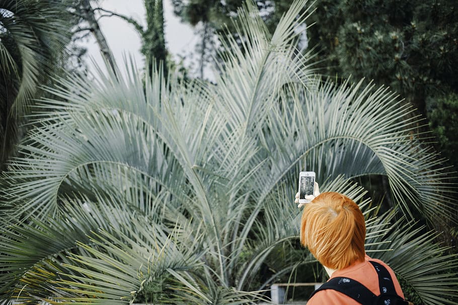 green, nature, palm, palm tree, iphone, mobile, take a photo HD wallpaper