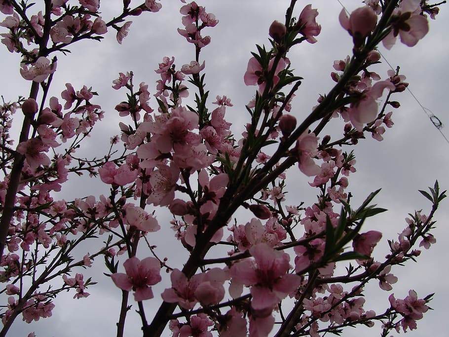 romania, chiajna, plant, flowering plant, pink color, tree HD wallpaper