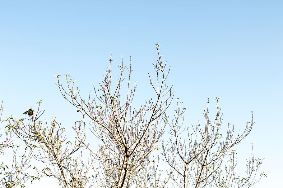 australia, sunshine coast, sky, low angle view, plant, clear sky HD wallpaper